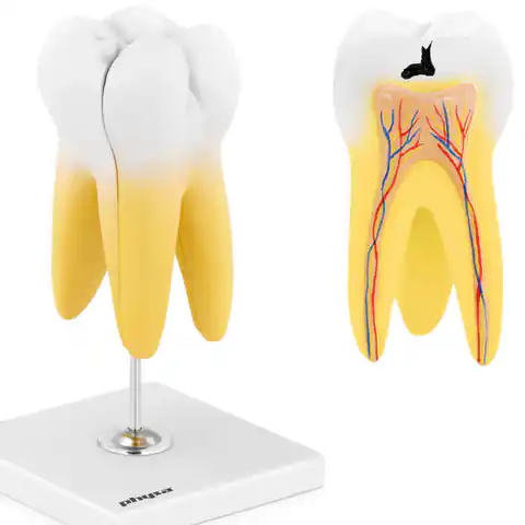 ⁨Model anatomiczny 3D zęba trzonowego⁩ w sklepie Wasserman.eu