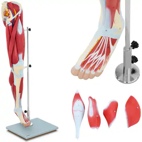 ⁨Model anatomiczny 3D mięśni nogi człowieka⁩ w sklepie Wasserman.eu