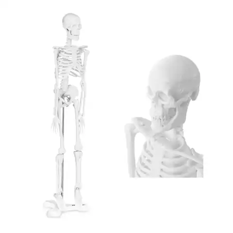 ⁨Model anatomiczny ludzkiego szkieletu 47 cm⁩ w sklepie Wasserman.eu
