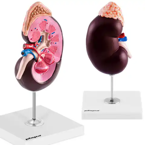 ⁨Model anatomiczny 3D nerki człowieka skala 1.5:1⁩ w sklepie Wasserman.eu