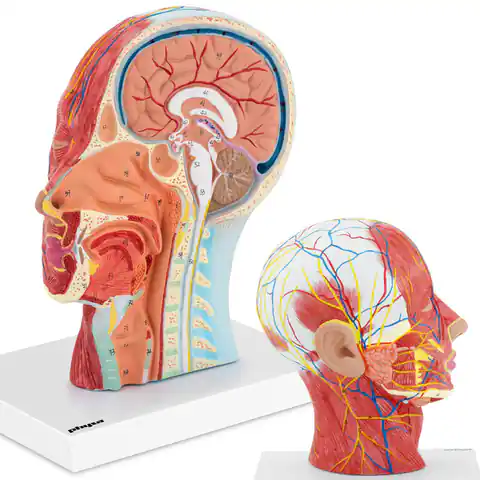 ⁨Model anatomiczny 3D głowy i szyi człowieka skala 1:1⁩ w sklepie Wasserman.eu