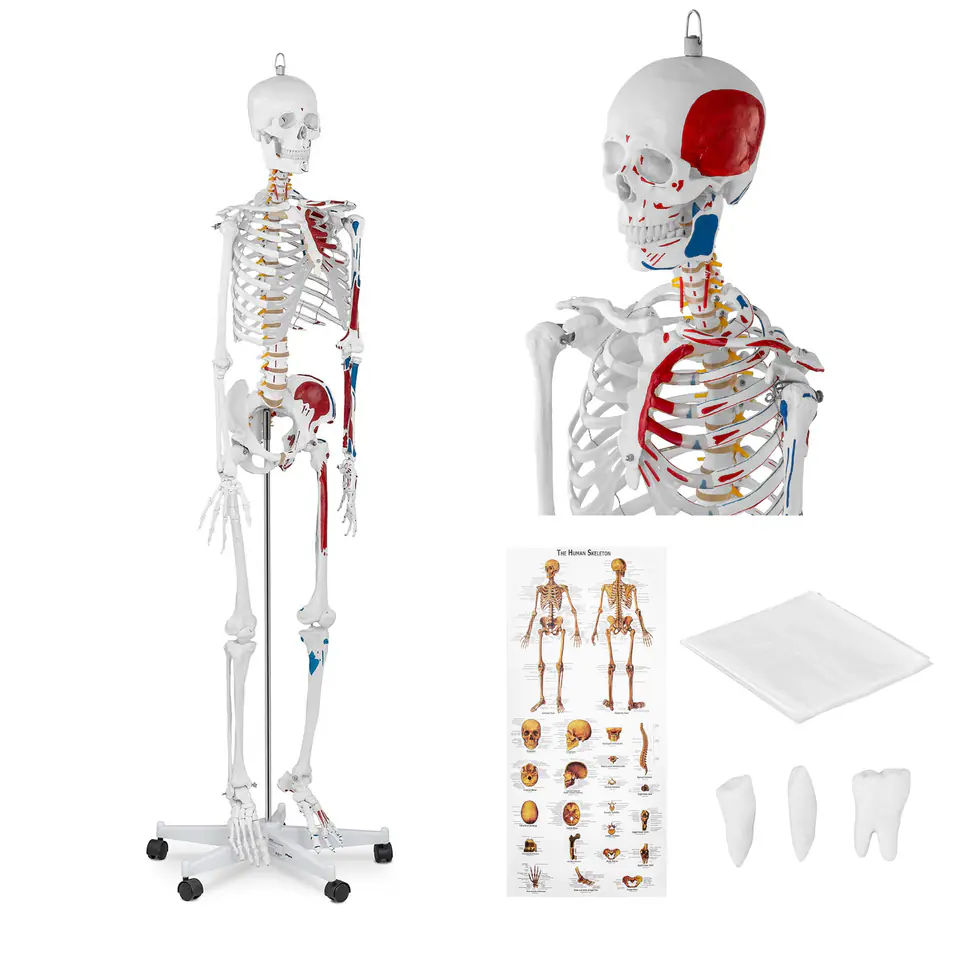 ⁨Anatomical model of the human skeleton 180 cm + Anatomical poster⁩ at Wasserman.eu