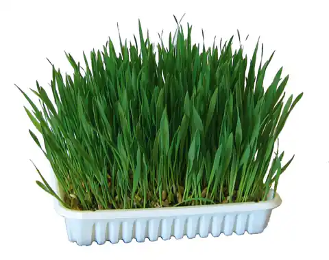 ⁨KERBL Nasiona trawy dla gryzoni 100g [83199]⁩ w sklepie Wasserman.eu