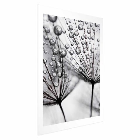 ⁨Plakat - Rosa w skali makro (rozmiar 40x60, wykończenie Bez ramy z marginesem)⁩ w sklepie Wasserman.eu