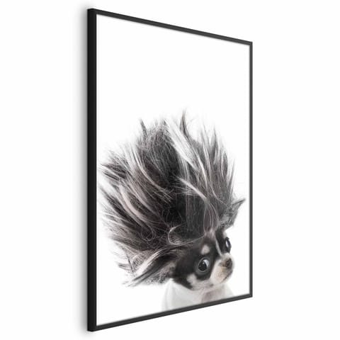 ⁨Plakat - Chihuahua (rozmiar 40x60, wykończenie Rama czarna)⁩ w sklepie Wasserman.eu