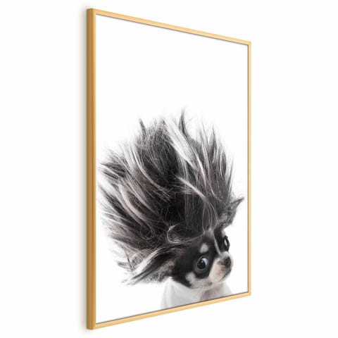 ⁨Plakat - Chihuahua (rozmiar 40x60, wykończenie Rama złota)⁩ w sklepie Wasserman.eu