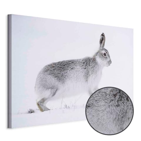 ⁨Obraz - Zając (1-częściowy) szeroki (rozmiar 120x80, wykończenie Premium Print)⁩ w sklepie Wasserman.eu