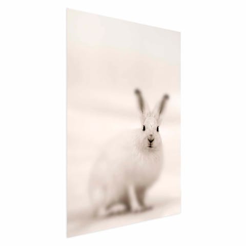 ⁨Plakat - Strachliwe spojrzenie (rozmiar 29.7x42, wykończenie Bez ramy)⁩ w sklepie Wasserman.eu