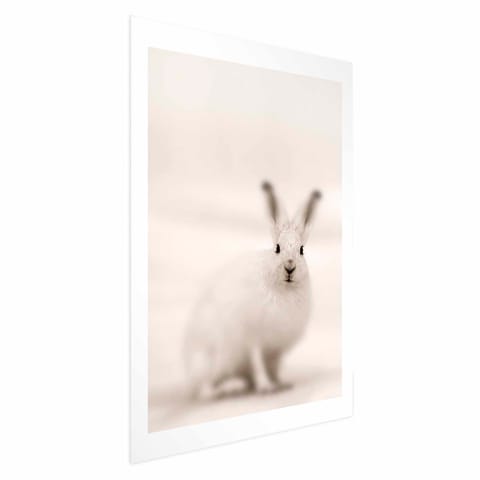 ⁨Plakat - Strachliwe spojrzenie (rozmiar 60x90, wykończenie Bez ramy z marginesem)⁩ w sklepie Wasserman.eu