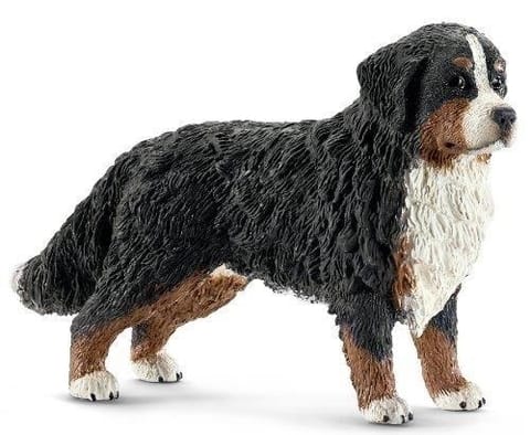 ⁨Bernese, female⁩ at Wasserman.eu