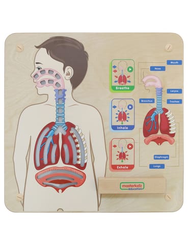 ⁨MASTERKIDZ Tablica Edukacyjna Układ Oddechowy Montessori⁩ w sklepie Wasserman.eu