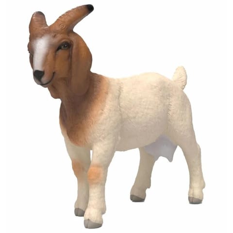 ⁨Koza rasy Boer⁩ w sklepie Wasserman.eu