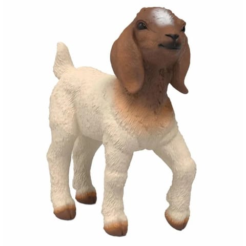 ⁨Koza rasy Boer młode⁩ w sklepie Wasserman.eu