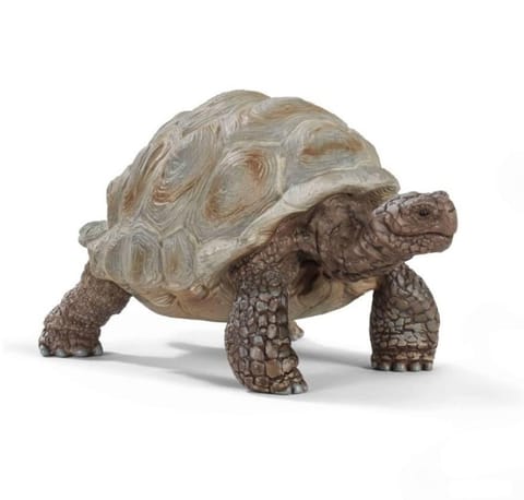 ⁨Turtle⁩ at Wasserman.eu