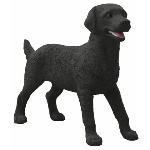 Czarny Labrador suczka w sklepie Wasserman.eu