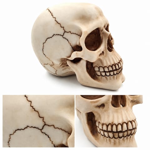 ⁨Czaszka Dekoracyjna Figurka 15 cm - MC-30685⁩ w sklepie Wasserman.eu
