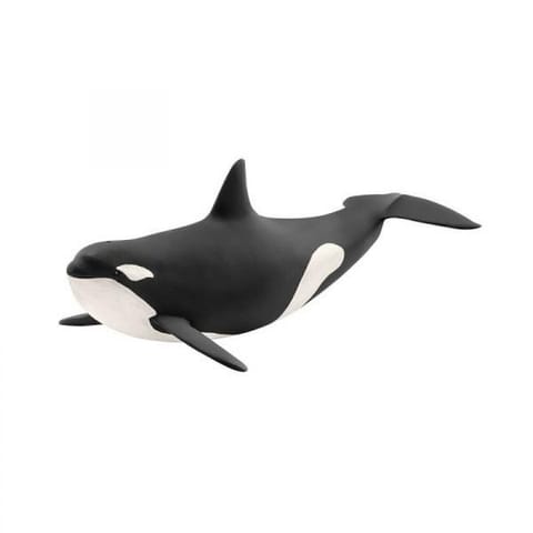 ⁨Killer Whale⁩ at Wasserman.eu
