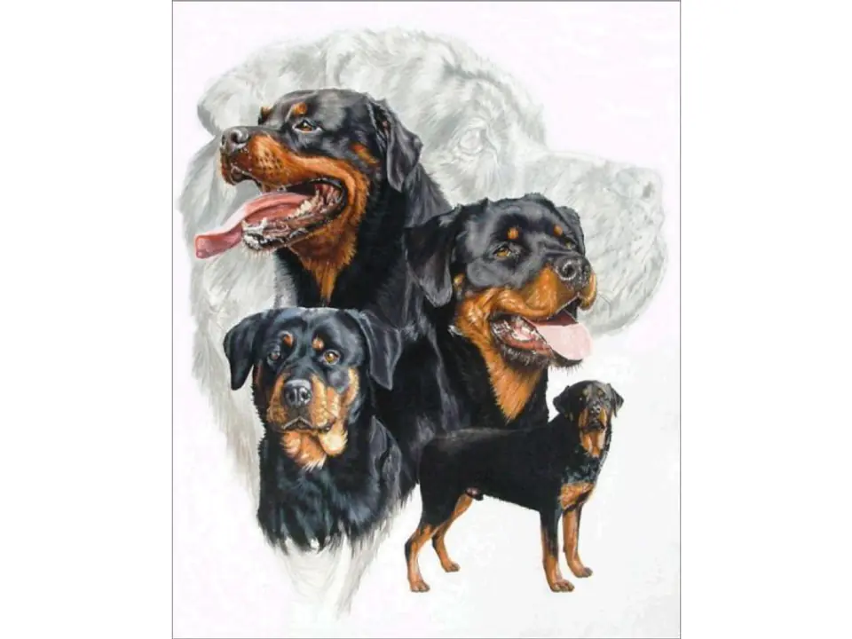 ⁨Diamond Embroidery, Painting, Diamond Mosaic Diamond Painting, DOG - ROTTWEILER 30x40cm⁩ at Wasserman.eu