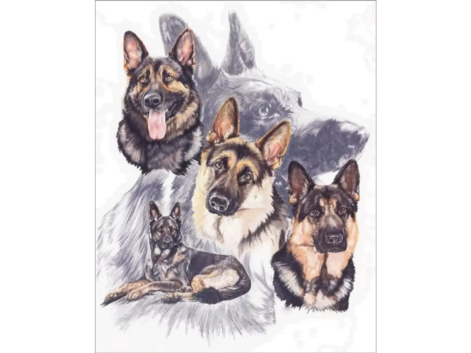 ⁨Diamond Embroidery, Painting, Diamond Mosaic Diamond Painting, DOG - GERMAN SHEPHERD 30x40cm⁩ at Wasserman.eu