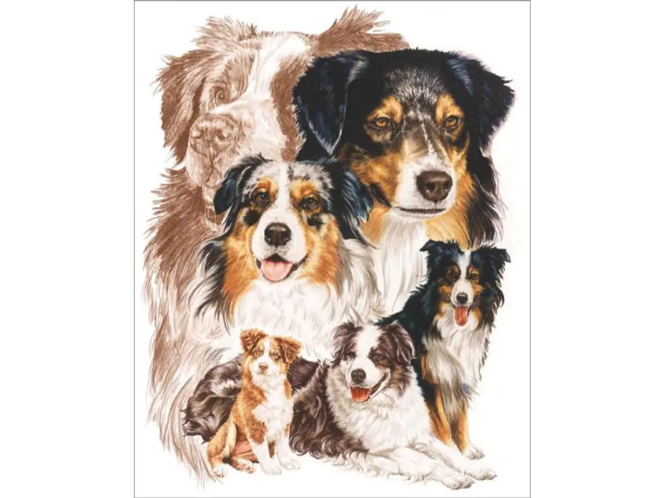 ⁨Diamond Embroidery, Painting, Diamond Mosaic Diamond Painting, DOG - AUSTRALIAN SHEPHERD 30x40cm⁩ at Wasserman.eu