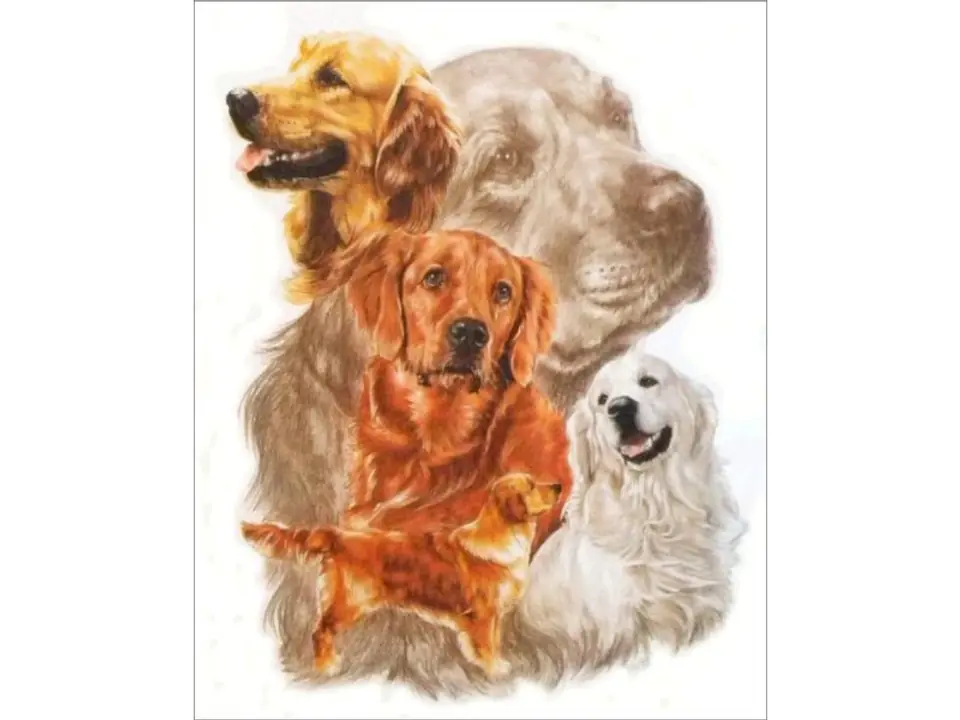⁨Haft Diamentowy, Obraz, Mozaika Diamentowa Diamond Painting, PIES - GOLDEN RETRIEVER 30x35cm⁩ w sklepie Wasserman.eu