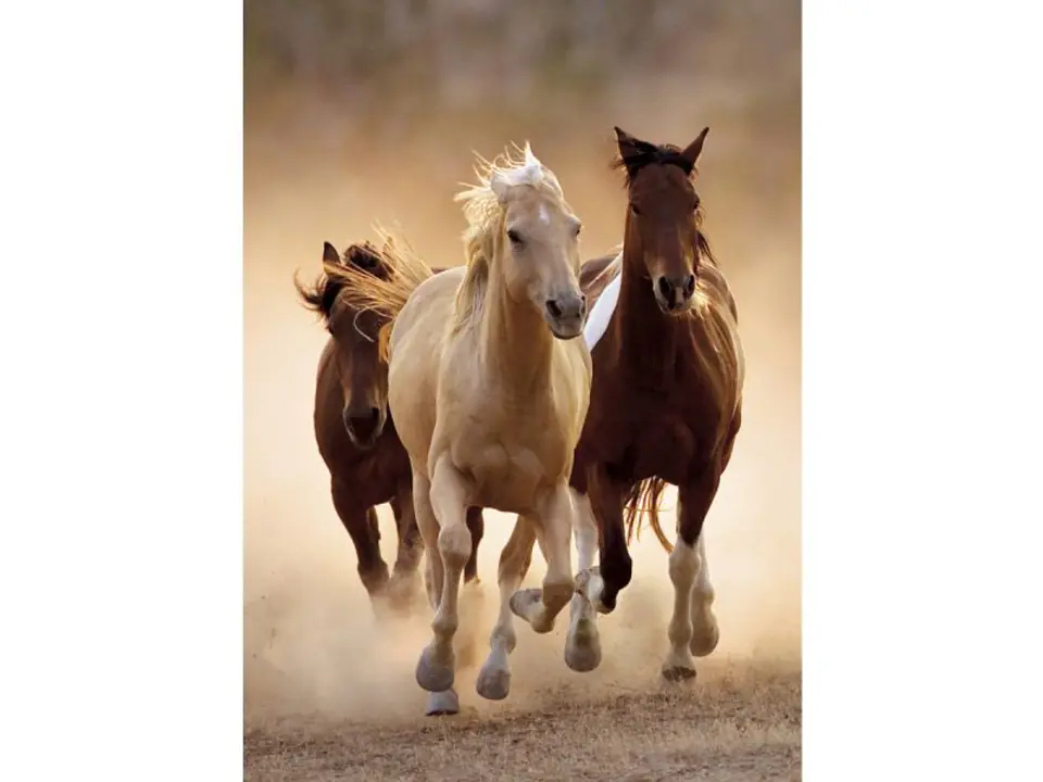 ⁨Diamond embroidery, picture, diamond mosaic diamond painting, HORSES AT A GALLOP 30x40cm⁩ at Wasserman.eu