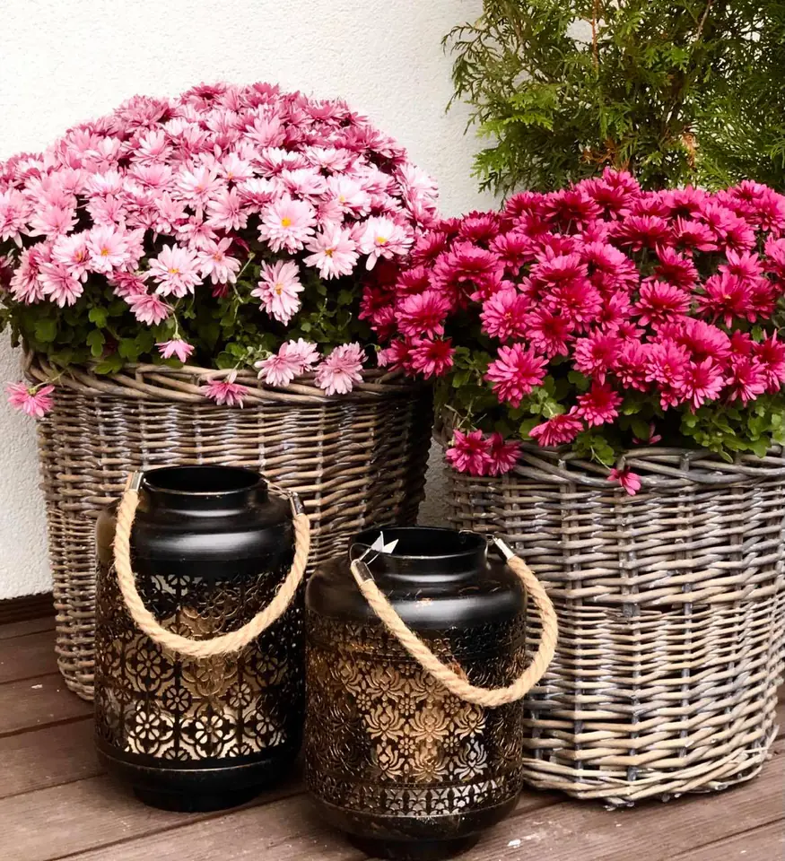 Zdjęcie lmpionów na tarasie