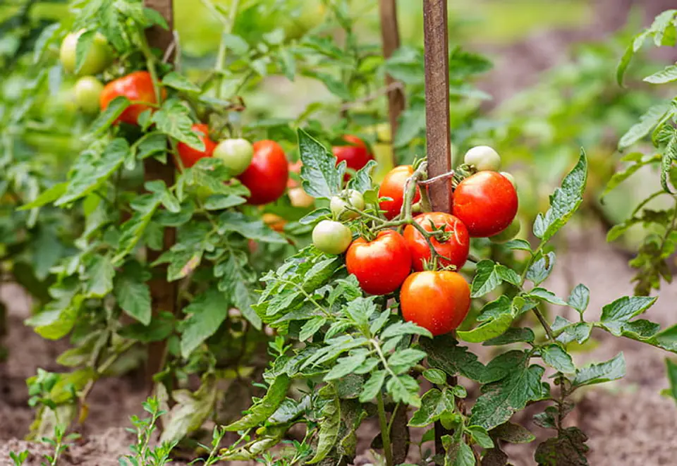 Organiczne nawożenie pomidorów