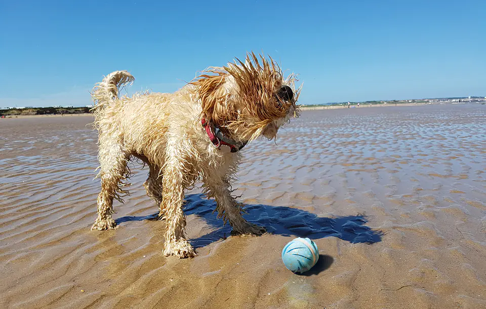 Cheerble W1 (Cyclone Version) interactive ball for dogs and cats (blue)