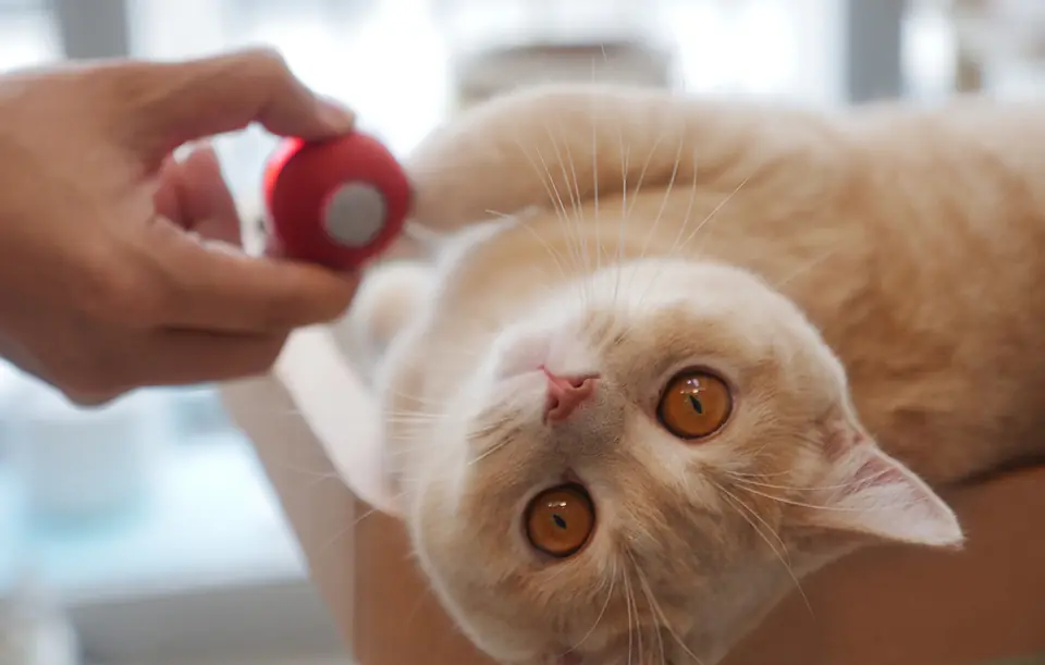 Interaktywna piłka dla kotów Cheerble M1 (czerwona)