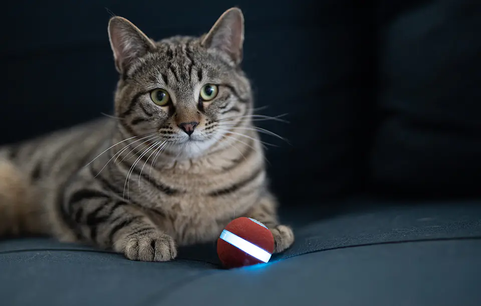 Interaktywna piłka dla kotów Cheerble M1 (czerwona)