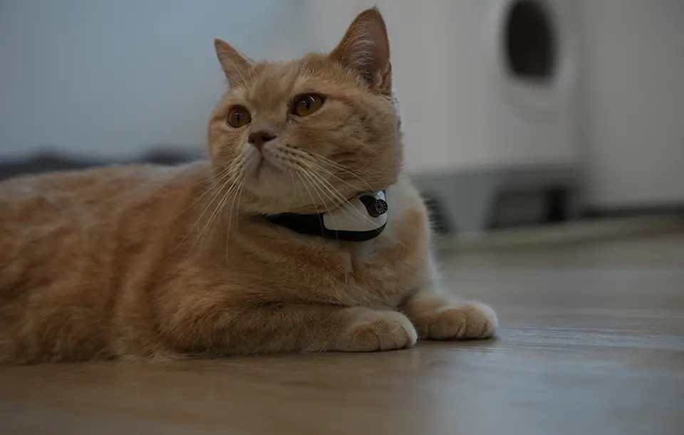 Laser collar for cat Cheerble KiTiDOT