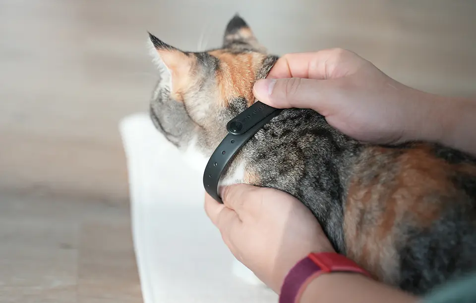 Laser collar for cat Cheerble KiTiDOT