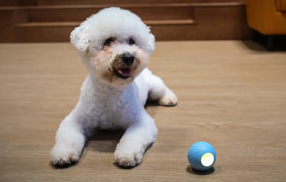 Interactive hotsell pet ball