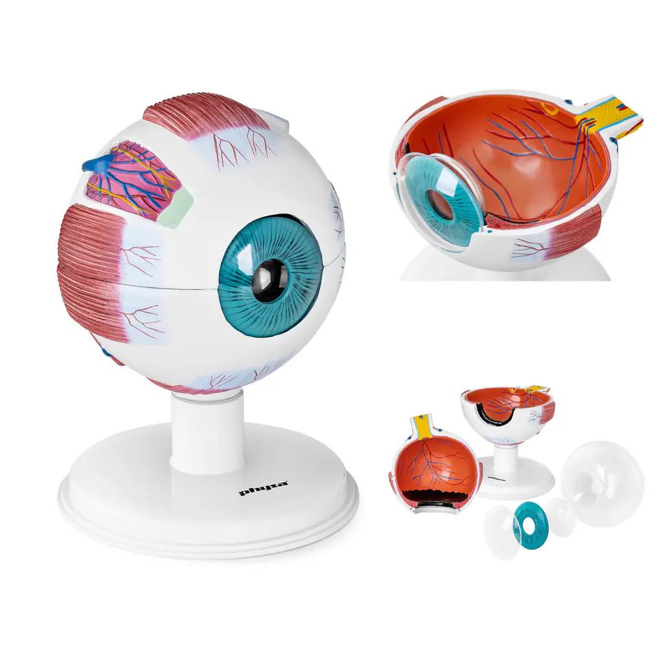 Anatomical model of the human eyeball 7 elements | Wasserman.eu