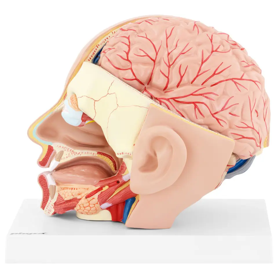 3D anatomical model of the head and brain of a human scale 1:1 ...