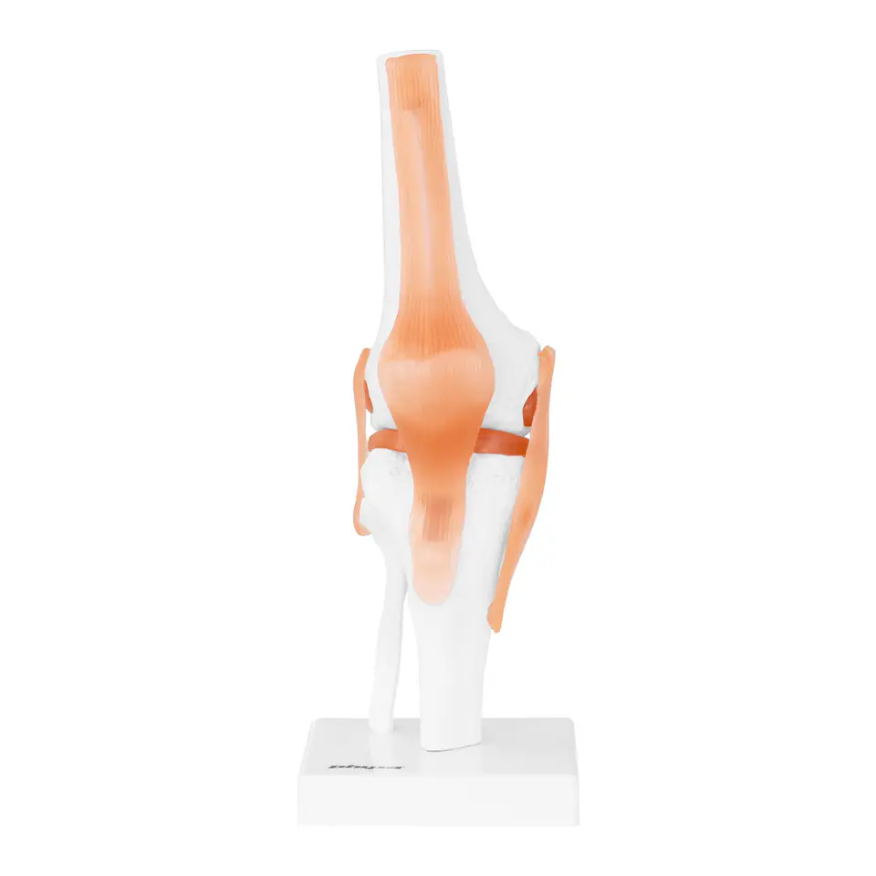 Anatomical model of the knee joint in 1:1 scale | Wasserman.eu
