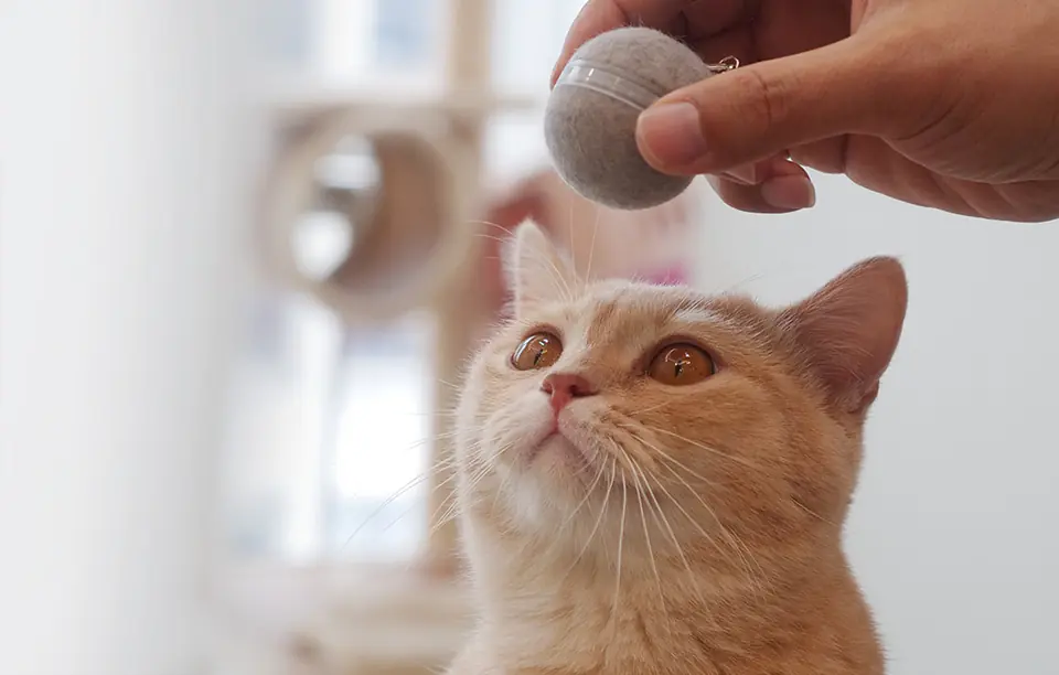 Interaktywna piłka dla kotów Cheerble M1 (Szary)