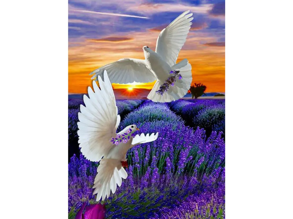 OBRAZ MALOWANIE PO NUMERACH RAMA 40x50cm  DWA GOŁĘBIE