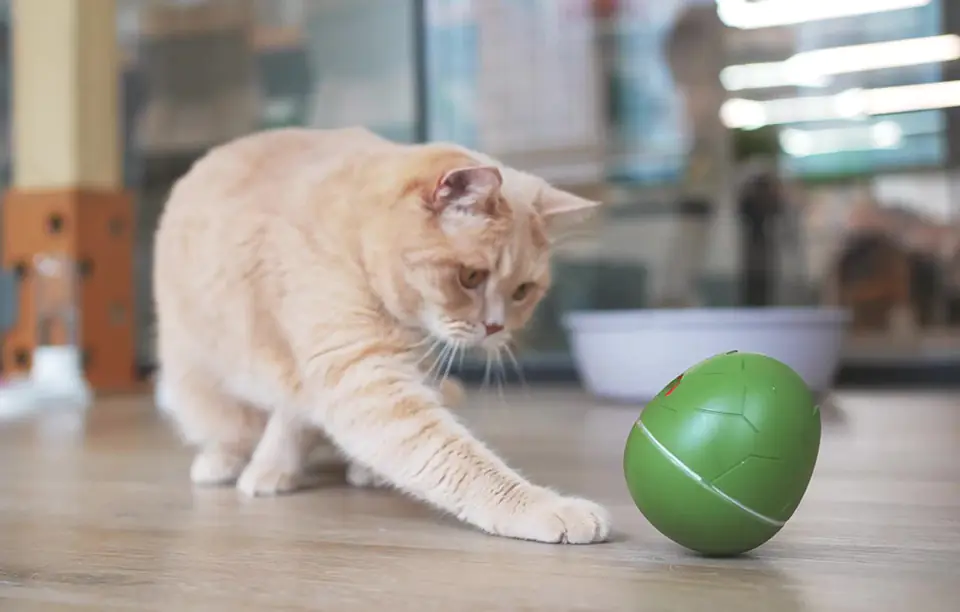 Interaktywna zabawka dla zwierząt Cheerble Wicked Egg (Oliwkowa zieleń)