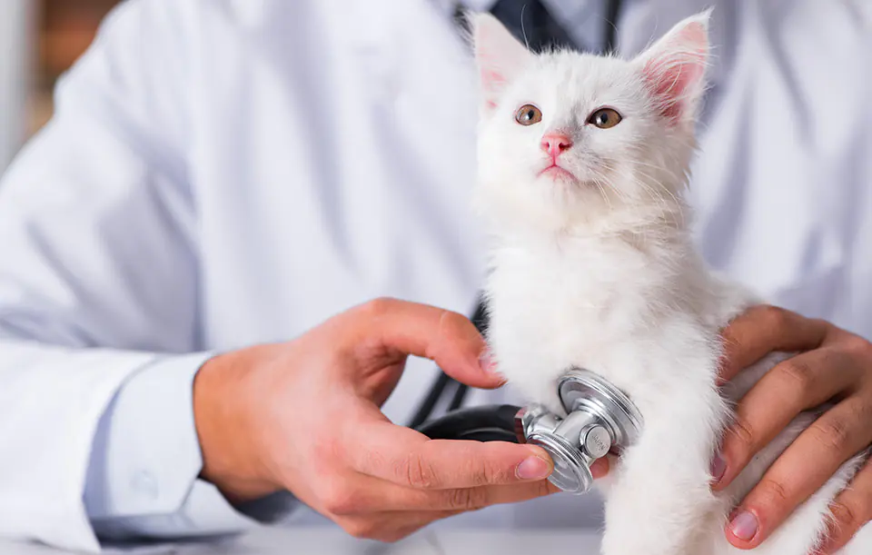 Smart fountain/drinker for dog and cat Petoneer Fresco Pro