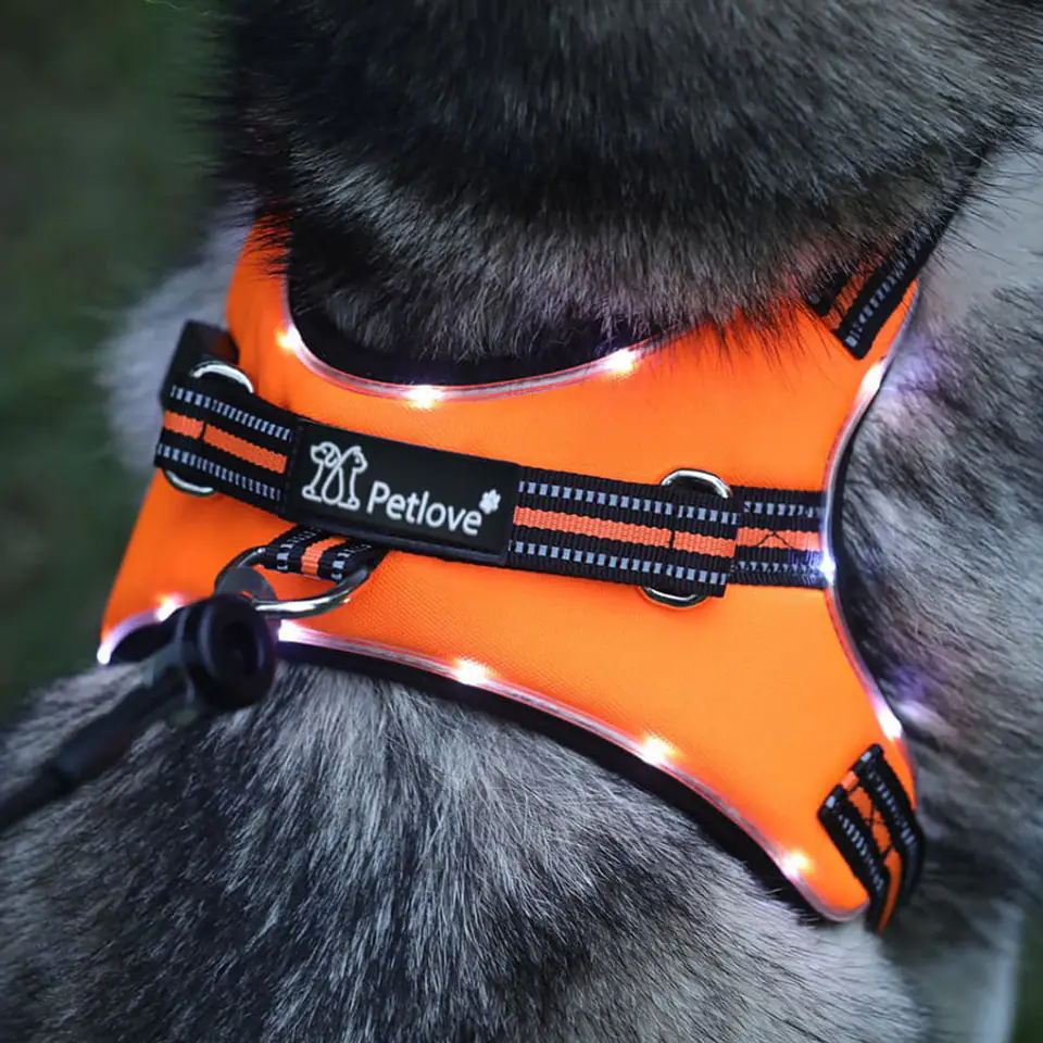 Założone szelki na psie