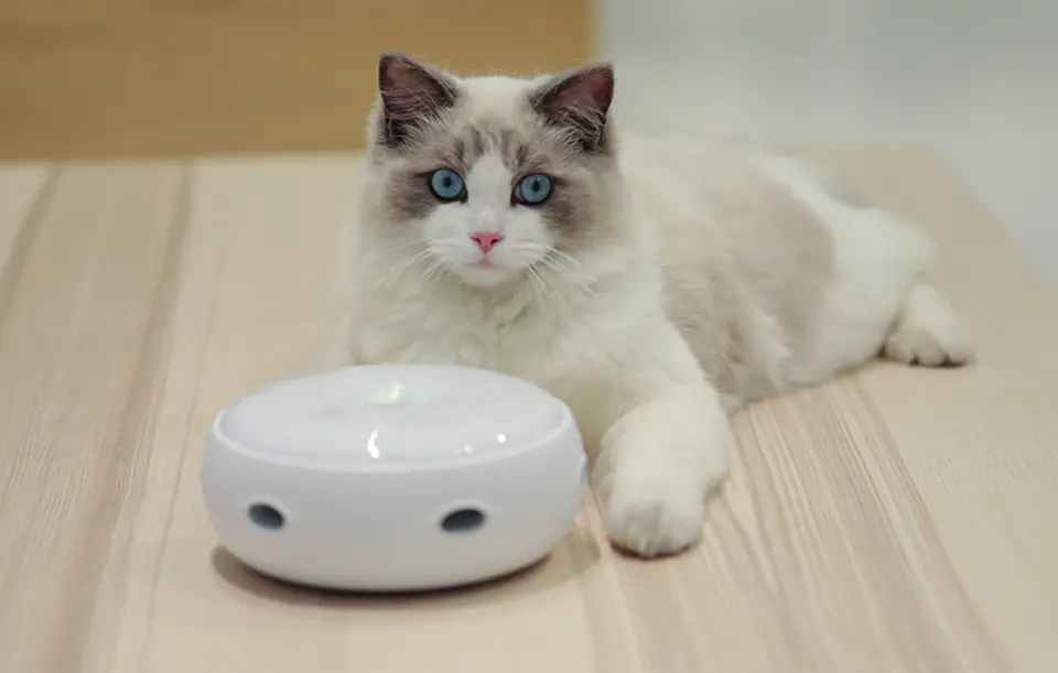 Smart Toys for Cat Boredom – The Homerun Electronic Doughnut Cat Toy –  aipaws