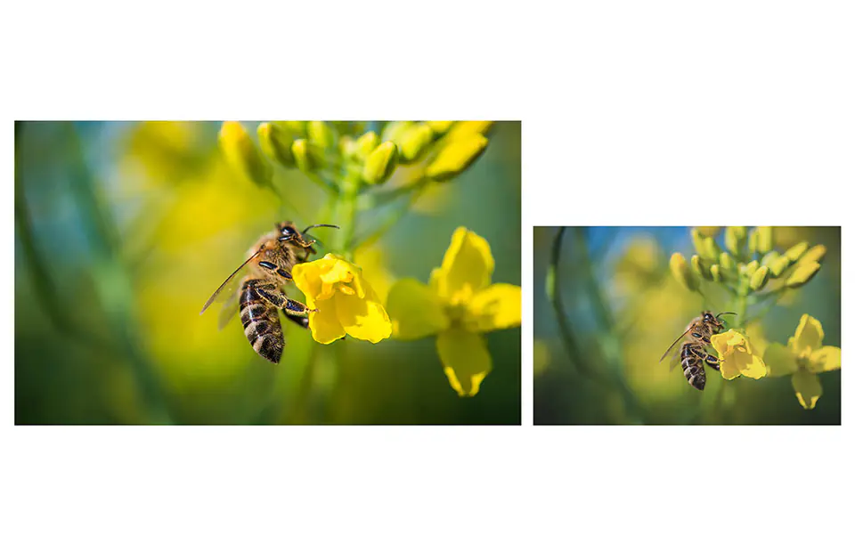 pszczoła na tle żóltych kwiatów, obra zdjęcia przedstawiają to samo, różnią się delikatnie kolorystyką