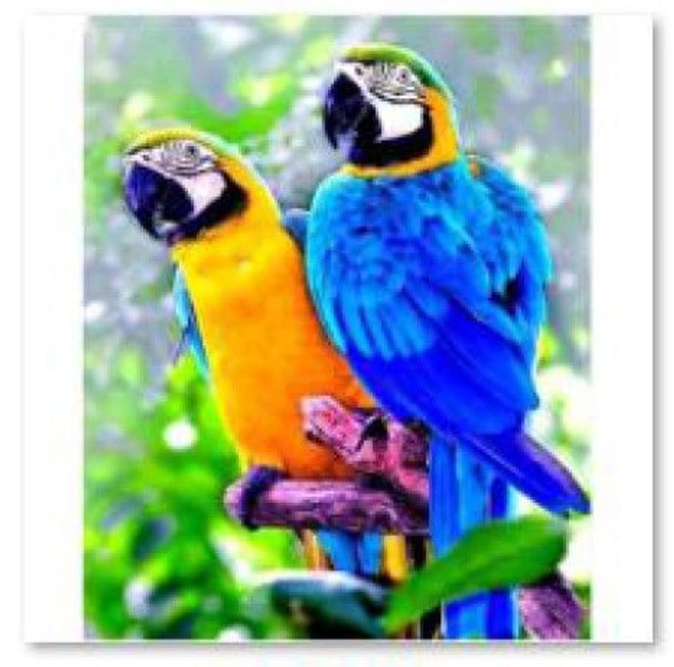 Diamond Embroidery, Painting, Diamond Mosaic Diamond Painting, TWO PARROTS 30x40cm