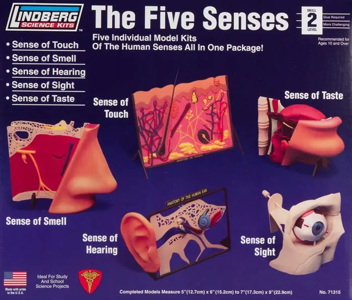 Plastic model Lindberg - 5 senses Touch, Smell, Hearing, Sight, Taste.