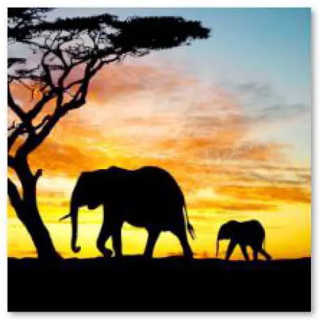 Haft Diamentowy, Obraz, Mozaika Diamentowa Diamond Painting, SŁONIE 30x30cm