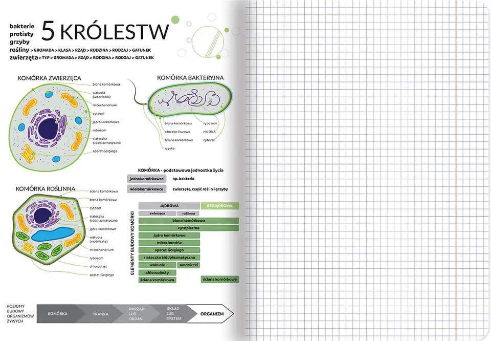 Zeszyt A5 60k kratka margines ściągi BIOLOGIA 400181529 TOP 2000