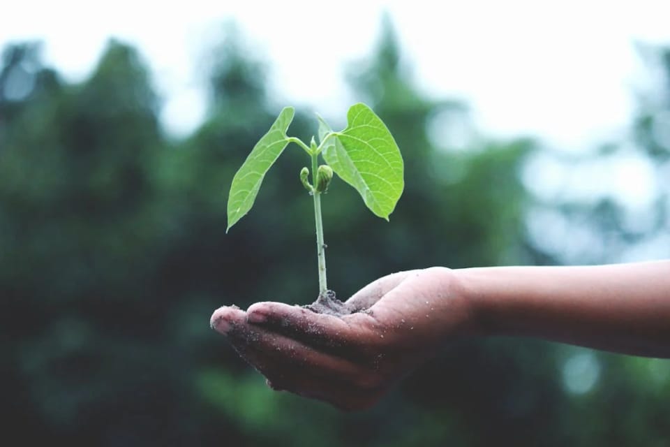 Ziemia uniwersalna z nawilżaczem Podłoże Kronen Ecofibrex (80 L)