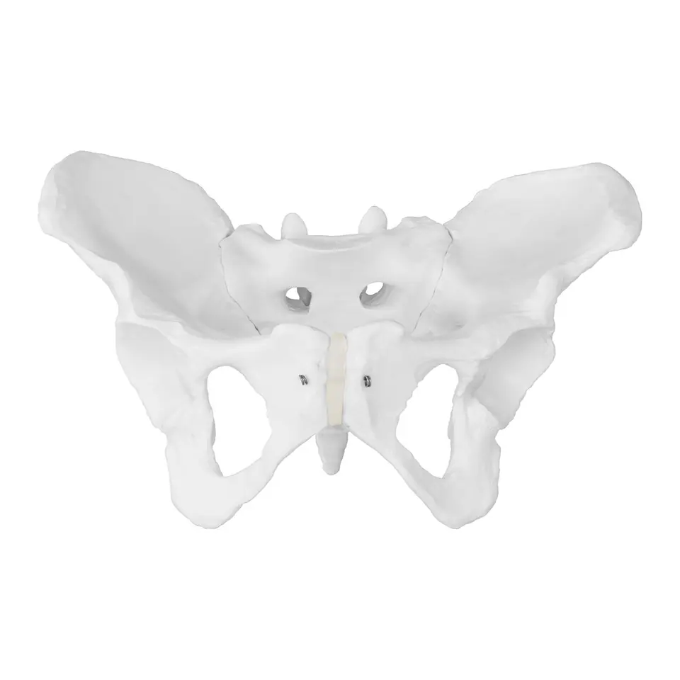 anatomical-model-of-a-woman-s-pelvis-on-a-scale-of-1-1-wasserman-eu